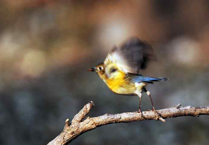 雌性红胁蓝尾鸲（10）