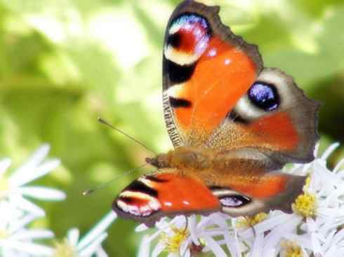 自然奇观：动物大迁徙(帝王蝶）