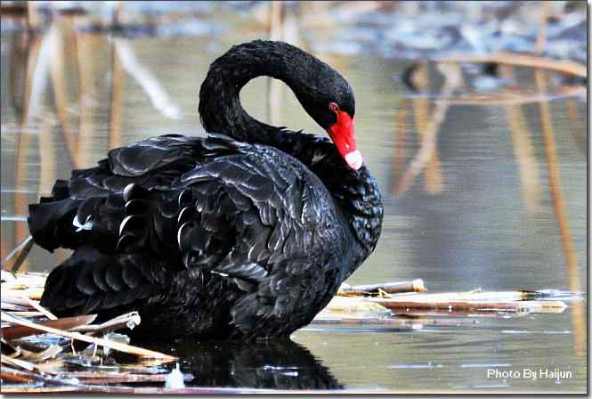 点击图片或使用键盘← →翻页