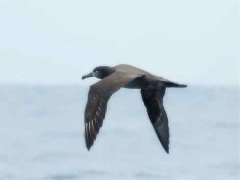 猎奇：奇特的鸟喙之七