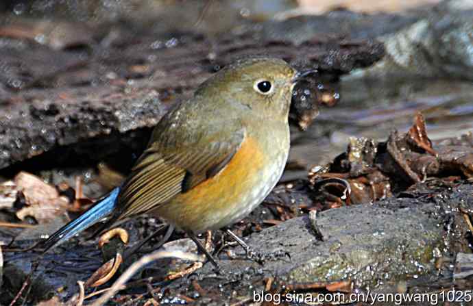 北京植物园的鸟类——红肋蓝尾鸲 3