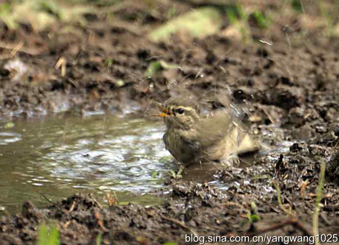 巨嘴柳莺（洗浴篇）