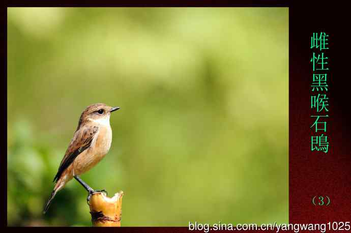 雌性黑喉石鵖（3）