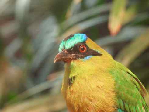 绝色攀禽：佛法僧目之翠鴗