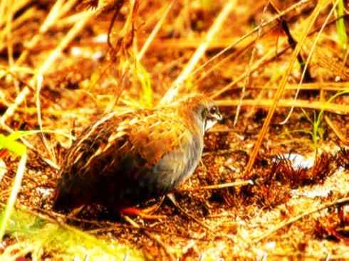 家禽驯化之源之十