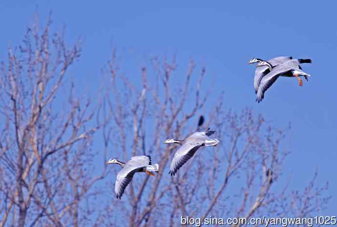 斑头雁(抓拍)15 斑头雁(抓拍)15