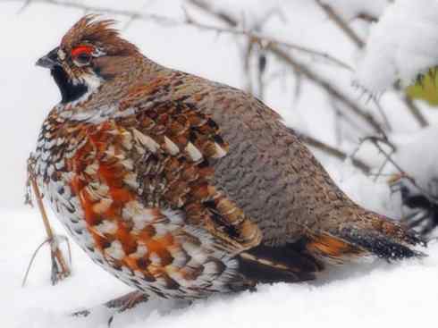 家禽驯化之源之十