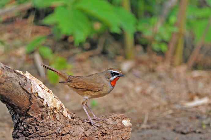 雄性红喉歌鸲（7）