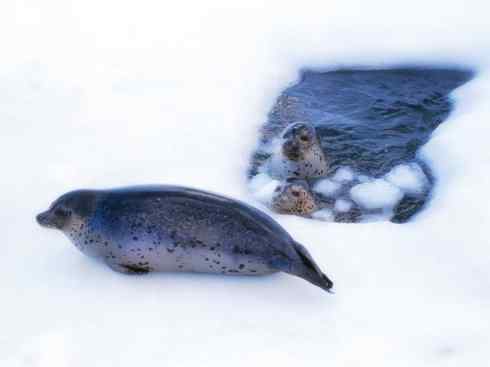 自然奇观：动物大迁徙(鳍足类)