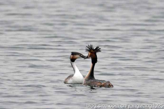 蜜月中的凤头