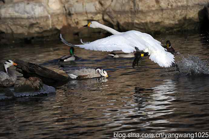 北京动物园的鸟类——白天鹅之舞  4