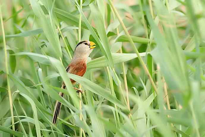 衡水湖野生鸟类摄影