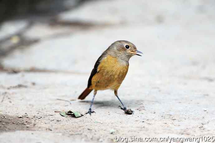 雌性北红尾鸲（8）