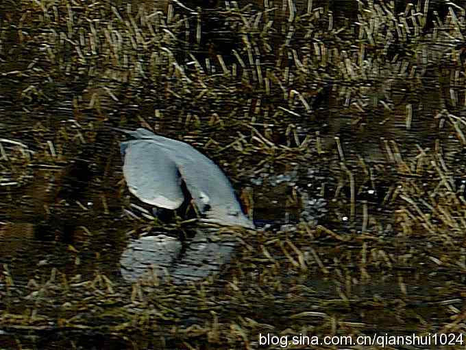 苍鹭抓鱼记(十渡) 苍鹭抓鱼记(十渡)