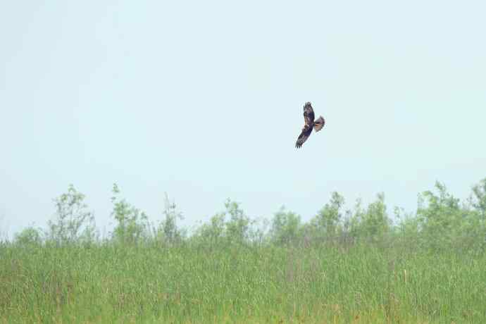 猛禽白腹鹞(生境)