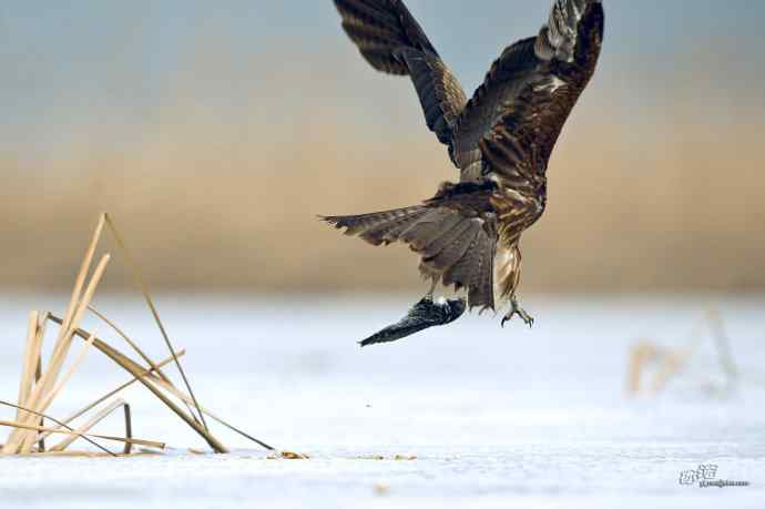 对黑耳鸢K07-012837的12次记录 对黑耳鸢K07-012837的12次记录