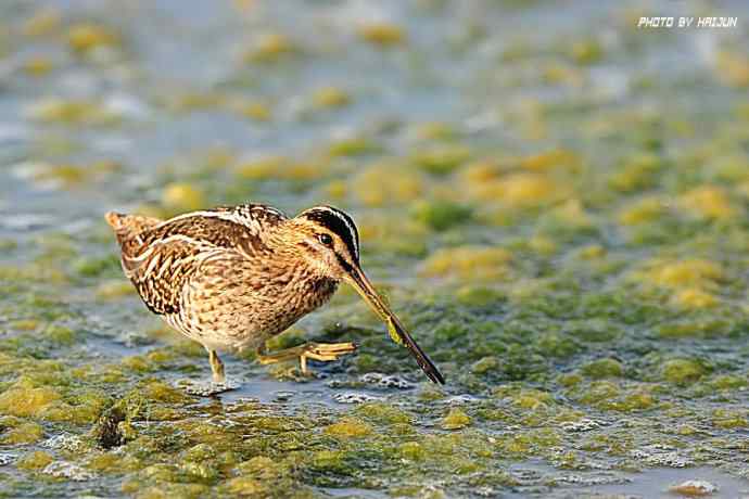 秋实（鹤鹬 wbr遗鸥 wbr扇尾沙锥 wbr金斑鸻）