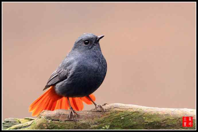 红尾水鸲：祝新的一年红红火火！