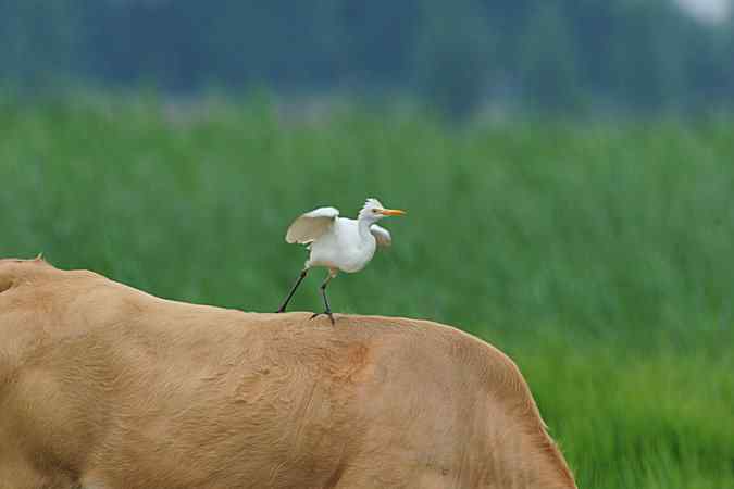 再上衡水湖 wbr续拍明星鸟