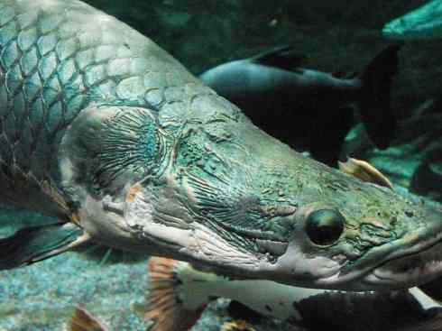 鱼类活化石：巨骨舌鱼