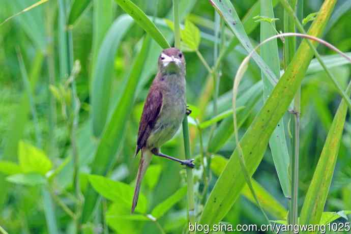 捉虫育雏的东方大苇莺(3) 捉虫育雏的东方大苇莺(3)