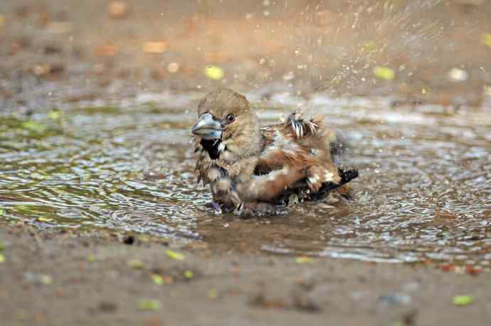 北京天坛公园的鸟类——洗浴中的锡嘴雀（3）