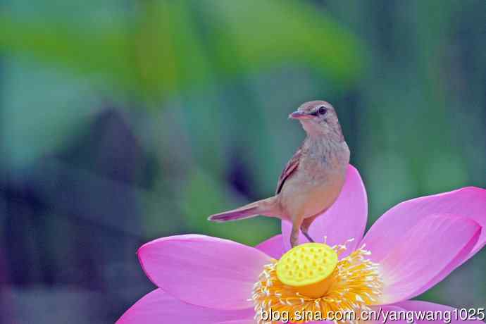 东方大苇莺与荷花(5) 东方大苇莺与荷花(5)