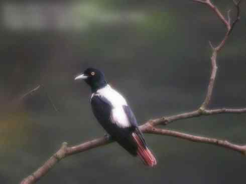 家禽驯化之源之三十一