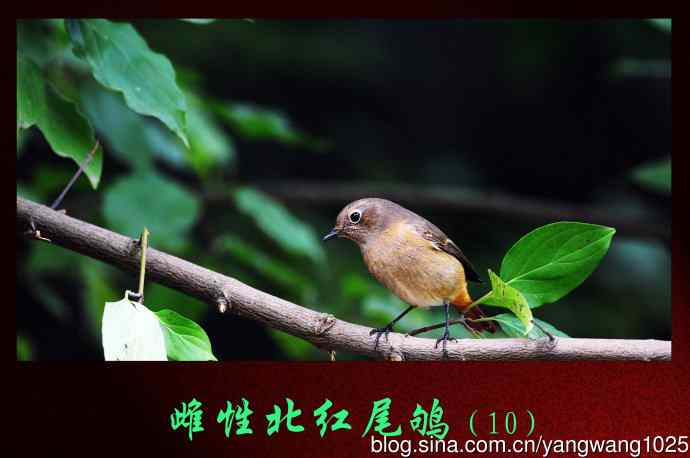 雌性北红尾鸲(10) 雌性北红尾鸲(10)