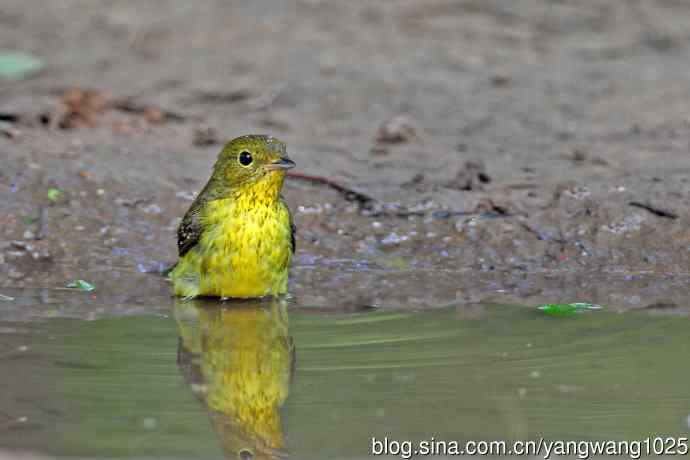 洗浴的绿背姬鶲