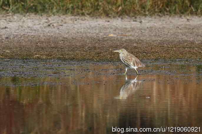 内蒙古鸟类摄影——池鹭（亚成鸟）