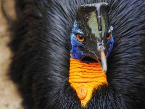 奇特的盔：鹤鸵