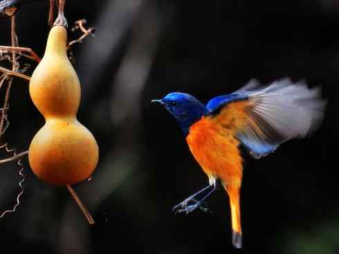 美丽无罪:雀鸟之红尾鸲 美丽无罪:雀鸟之红尾鸲