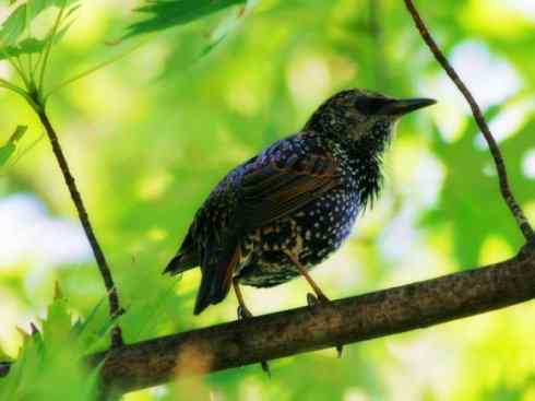 美丽无罪：雀鸟之辉椋鸟