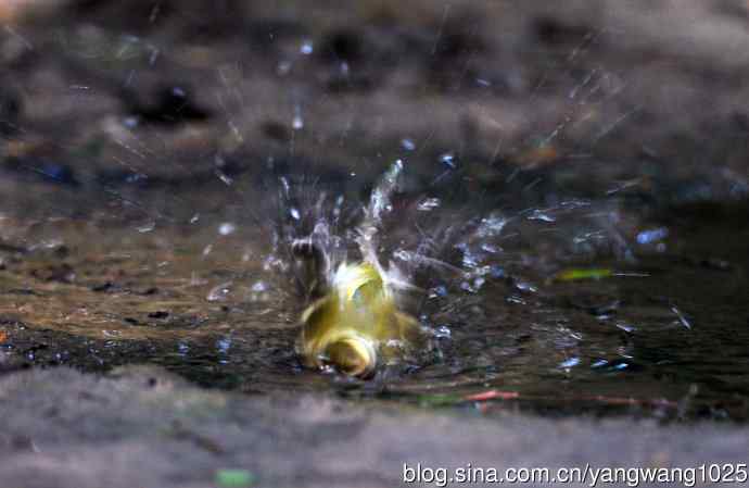 黄眉柳莺（12）