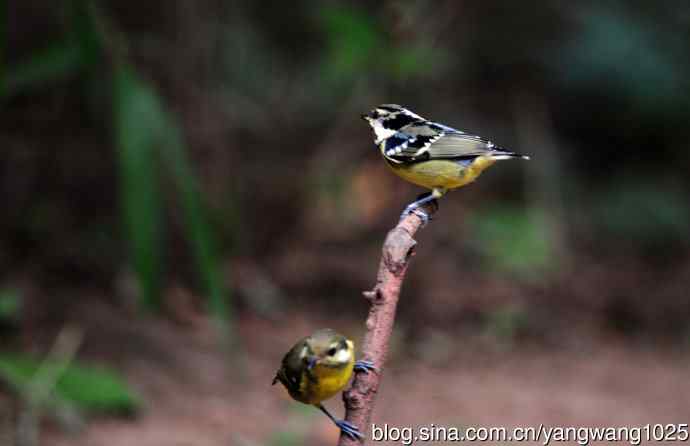 黄腹山雀（12）