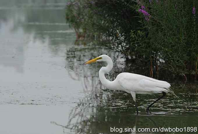 大白鹭捕食红金鱼