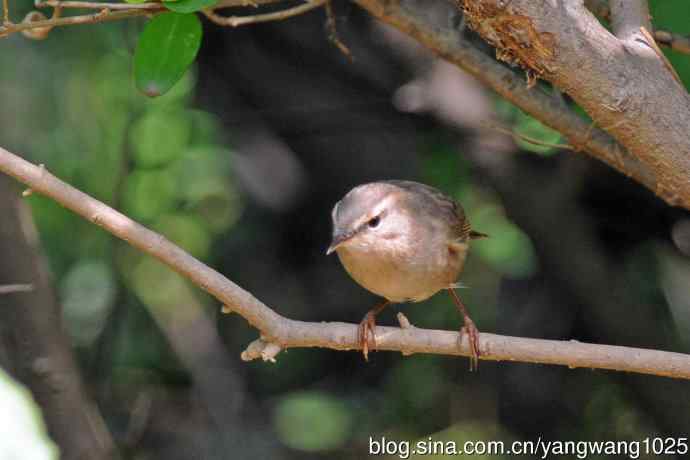 褐柳莺(7) 褐柳莺(7)