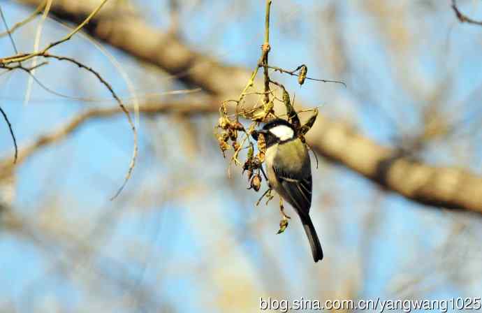 数九寒天的沼泽山雀