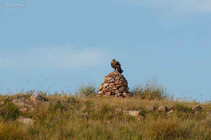 我和草原雕有个约定