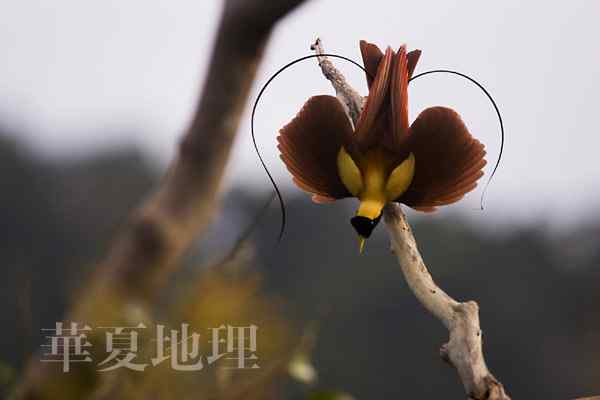 没有脚的鸟－－极乐鸟