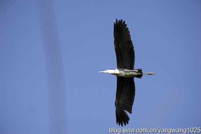 苍鹭 wbr3 苍鹭 wbr3