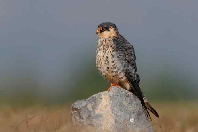 阿穆尔隼:野鸭湖黎明观猛* 阿穆尔隼:野鸭湖黎明观猛*