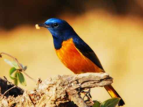 美丽无罪:雀鸟之红尾鸲 美丽无罪:雀鸟之红尾鸲