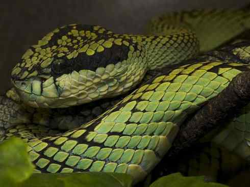 龙：传说的兽原型探秘（蝮蛇类）