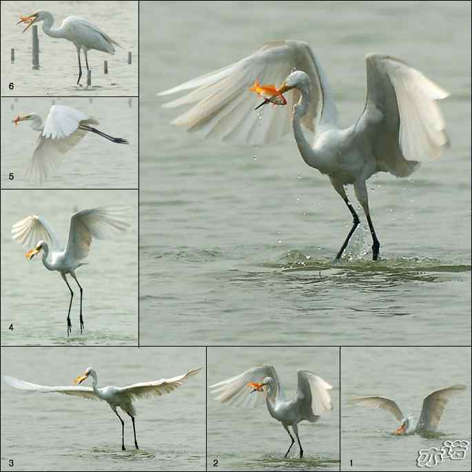 白鹭捕红鱼 白鹭捕红鱼