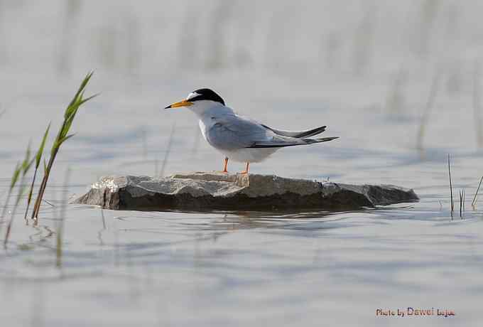 白额燕鸥：丹青写意 wbr似水柔情