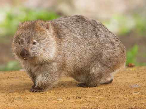 盘点十二大著名食蚁动物：袋食蚁兽