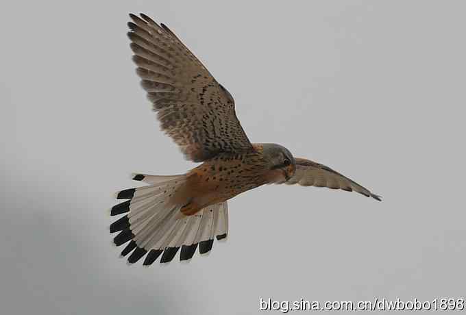 鸟友再聚白河湾 鸟友再聚白河湾