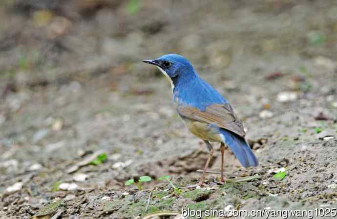 蓝歌鸲（亚成鸟）2